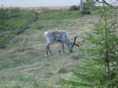 Sääskipolska2 2014.JPG